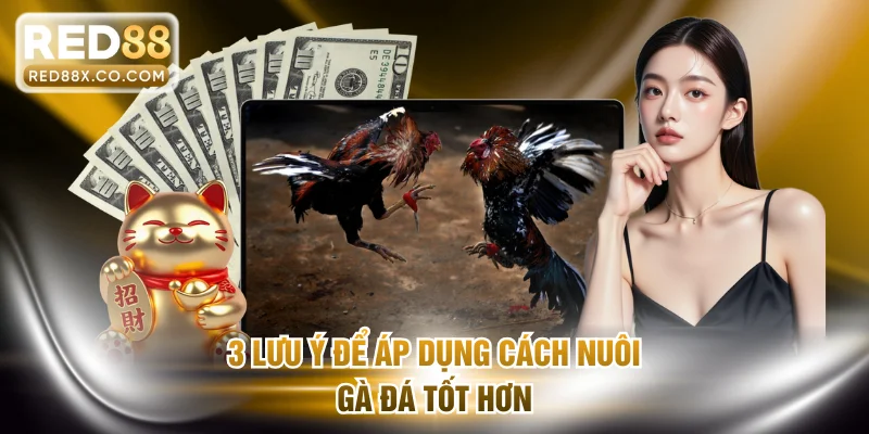 3 lưu ý để áp dụng cách nuôi gà đá tốt hơn