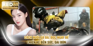 Cách nuôi gà đá