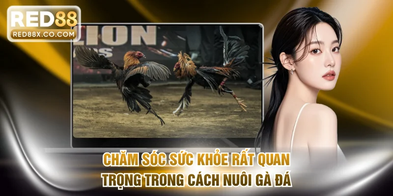 Chăm sóc sức khỏe là nội dung quan trọng trong cách nuôi gà đá