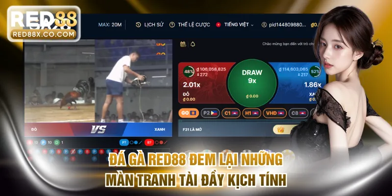 Đá gà RED88 đem lại những màn tranh tài đầy kịch tính