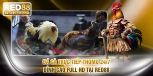 Đá gà trực tiếp Thomo 24/7