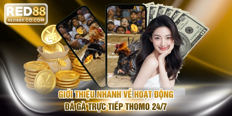 Giới thiệu nhanh về hoạt động đá gà trực tiếp Thomo 24/7