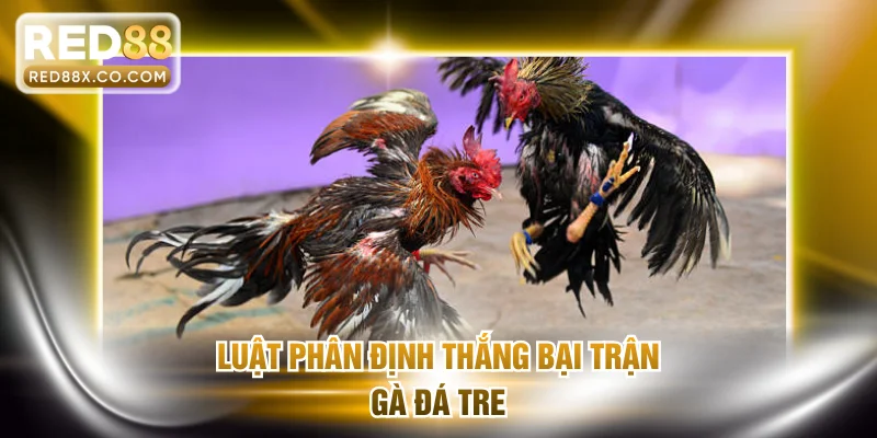 Luật phân định thắng bại trận gà đá tre