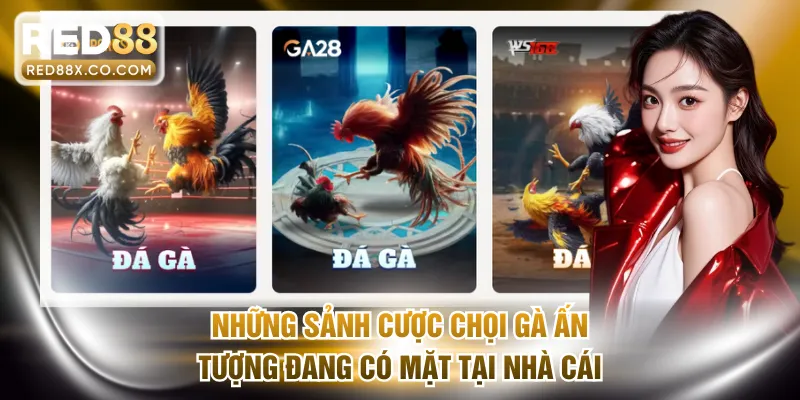 Những sảnh cược chọi gà ấn tượng đang có mặt tại nhà cái
