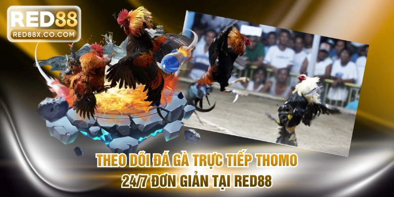 Theo dõi đá gà trực tiếp Thomo 24/7 đơn giản tại RED88