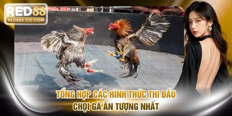 Tổng hợp các hình thức thi đấu chọi gà ấn tượng nhất